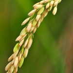 Part of the image collection of the International Rice Research Institute (IRRI).