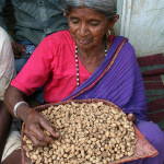 Cleaning groundnuts after harvest in India