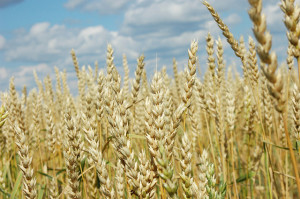 Wheat in the field in Kazakhstan