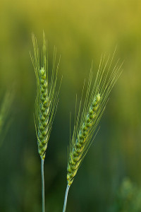 Spikes of improved wheat growing in Pakistan